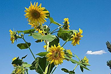 《莱莎的炼金工房3》今日正式发售 首弹DLC同步上线